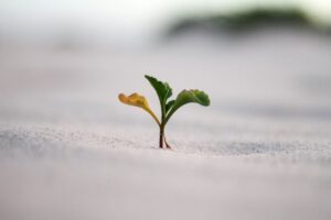 a close-up photo of a plant on the ground